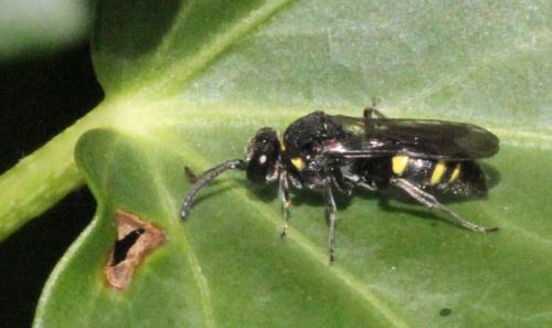 Nysson sp.